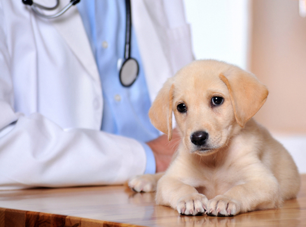 U.S. Pet Clinic Insurance